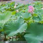 photo beautiful lotus