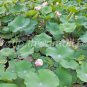 photo beautiful lotus