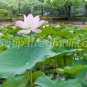 photo beautiful lotus