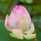 photo beautiful lotus
