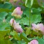 photo beautiful lotus