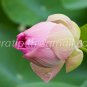 photo beautiful lotus