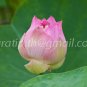 photo beautiful lotus
