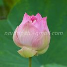 photo beautiful lotus