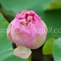 photo beautiful lotus