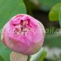 photo beautiful lotus