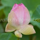 photo beautiful lotus