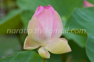 photo beautiful lotus