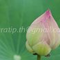 photo beautiful lotus