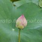 photo beautiful lotus
