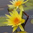 photo beautiful lotus code 4296