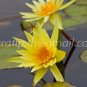 photo beautiful lotus code 4296