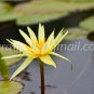 photo beautiful lotus code 4296