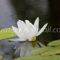 photo beautiful lotus code 4296