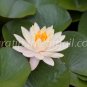 photo beautiful lotus code 4296