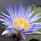 photo beautiful lotus code 6203