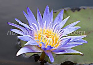 photo beautiful lotus code 6203