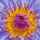 photo beautiful lotus code 6218