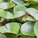 photo beautiful lotus code 6399
