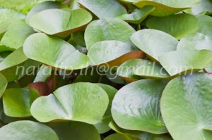 photo beautiful lotus code 6399