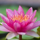 photo beautiful lotus code 6675