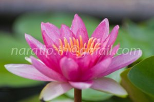 photo beautiful lotus code 6675