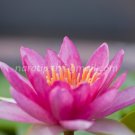 photo beautiful lotus code 6676