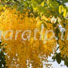 photo code 3607