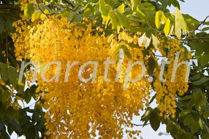 photo code 3607