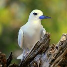 Rare Bird