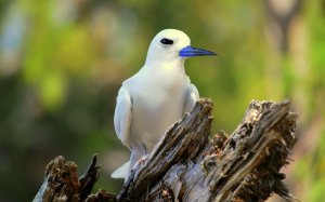 Rare Bird