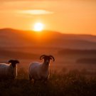 Sheep in Cheviots Sunset