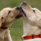 Sweet Love