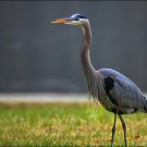majestic birds