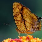 Symbrenthia lilaea formosanus