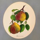 Vintage Matted Print Illustration Fruit Pears Pyrus Communis 11 x 14 Wall Art
