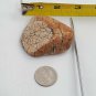 Snake Head Shaped Rock Stone Naturally Formed with Cracking Orange Red Brown 78g