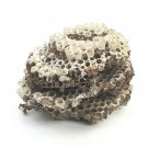 Real Natural Abandoned 3 Tier Paper Wasp Yellow Jacket Hornet Nest Pupa Carcass