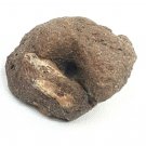 Interesting Curled Round Sedimentary Rock Specimen with Pit Eye Shaped Oolite