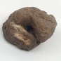 Interesting Curled Round Sedimentary Rock Specimen with Pit Eye Shaped Oolite