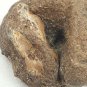 Interesting Curled Round Sedimentary Rock Specimen with Pit Eye Shaped Oolite