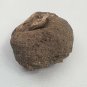 Interesting Curled Round Sedimentary Rock Specimen with Pit Eye Shaped Oolite