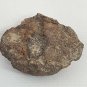 Interesting Curled Round Sedimentary Rock Specimen with Pit Eye Shaped Oolite