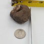 Interesting Curled Round Sedimentary Rock Specimen with Pit Eye Shaped Oolite