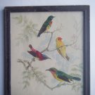 Birds Sparrows Old Original Hand Colour Painting in Old Wooden Frame #2798