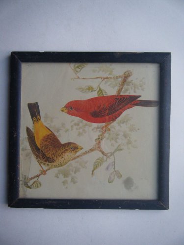 Birds Sparrows Old Original Hand Colour Painting in Old Wooden Frame #2797