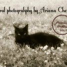 Digital Photo: Vintage Style Black Cat in Meadow Black & White