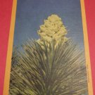 Bloom of Joshua Tree