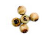 Horn Beads 16mm x 25