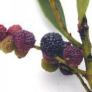 BAYBERRY